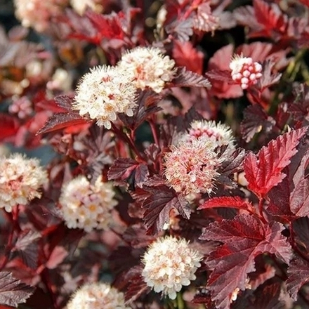 Пузыреплодник калинолистный "Lady in Red"