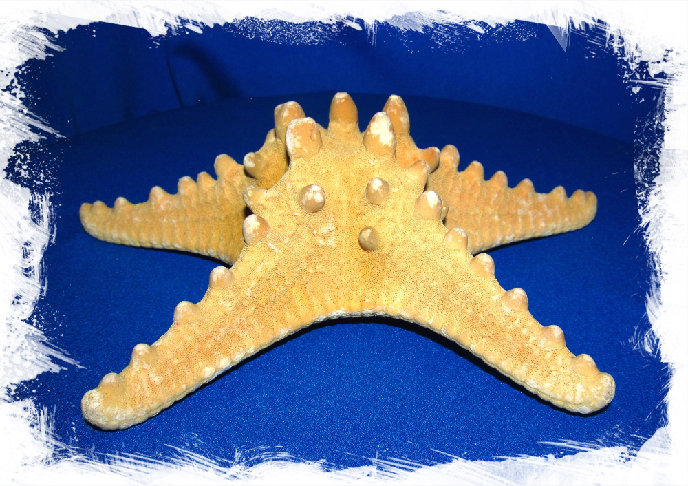 Филиппинская Морская Звезда 17 - 20 см