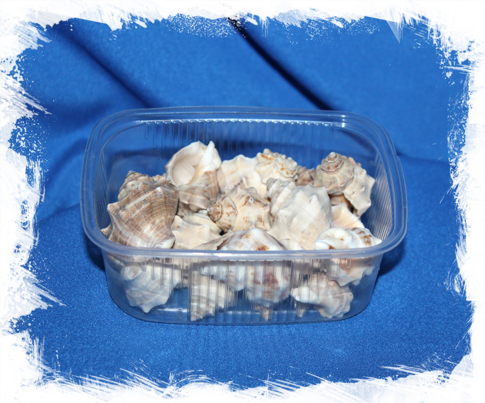 Тхаис Ругоза