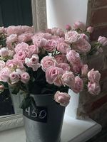 Пионовидная кустовая роза Мэнсфилд Пинк парк