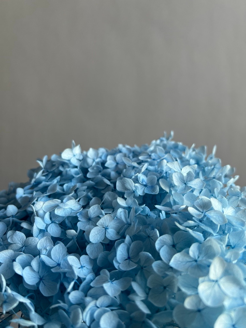 Гортензия стабилизированная голубая