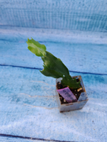 Schlumbergera cv. Colibri Adriana (Шлюмбергера)