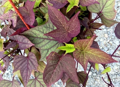 И1 Ипомея батат Bronze Margarita