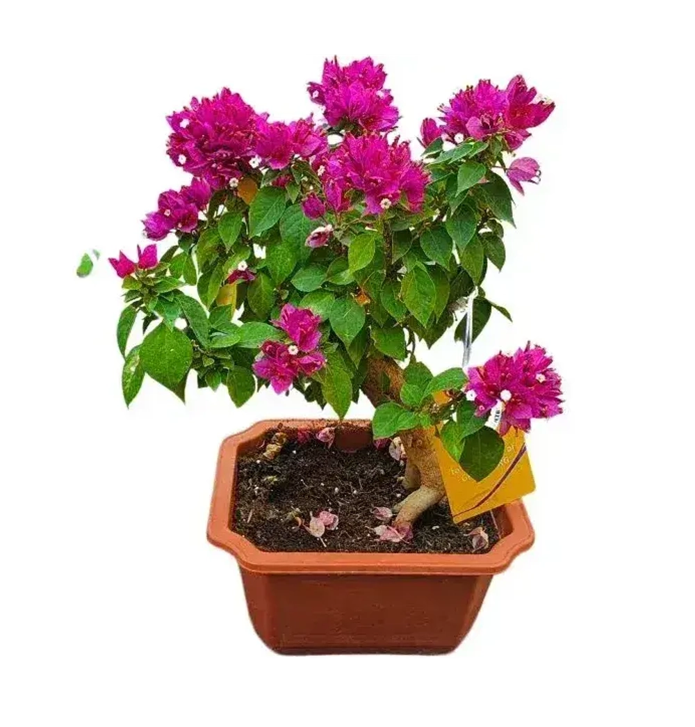 Бугенвиллия Бонсай