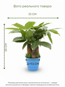 Пахира Three-Branch пластиковый горшок