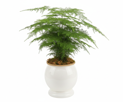 Аспарагус Earth Mexican Fern пластиковый горшок д.12