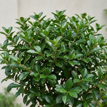 Кизильник блестящий