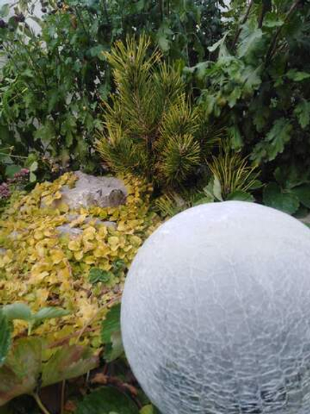 Консультацию по озеленению