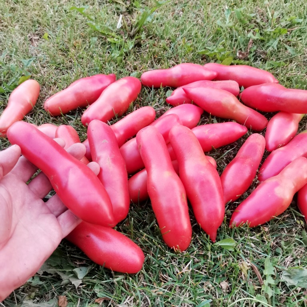 Помидоры Баба Яга - Baba Yaga Tomato