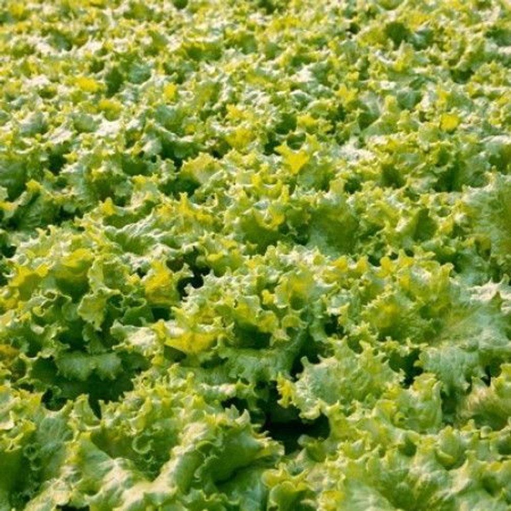 Афицион рз семена салата батавия (Rijk Zwaan / ALEXAGRO) культура