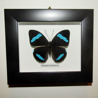 Бабочка Nessaea в рамке