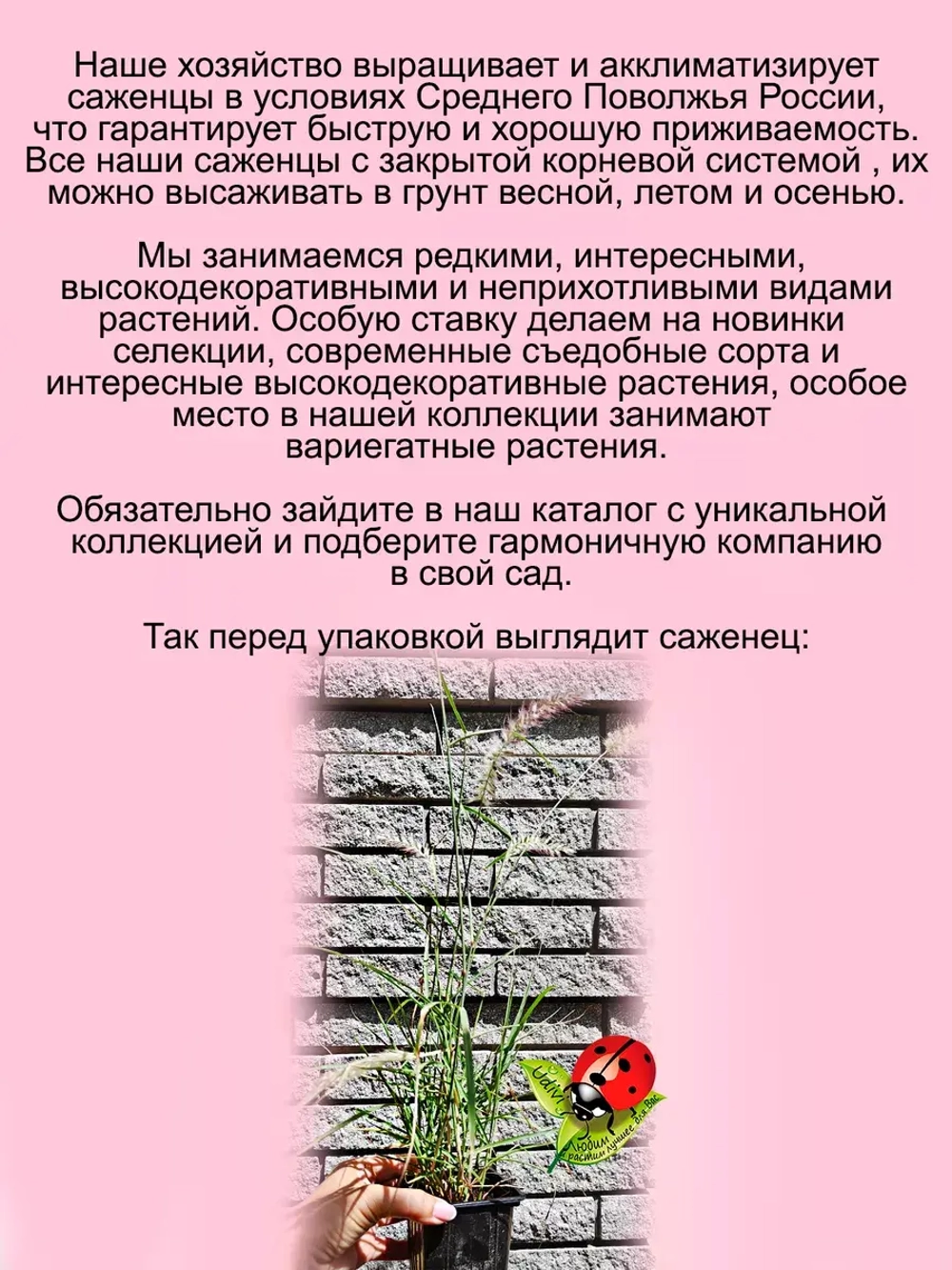 Злак Пеннисетум Розовый Фламинго многолетник