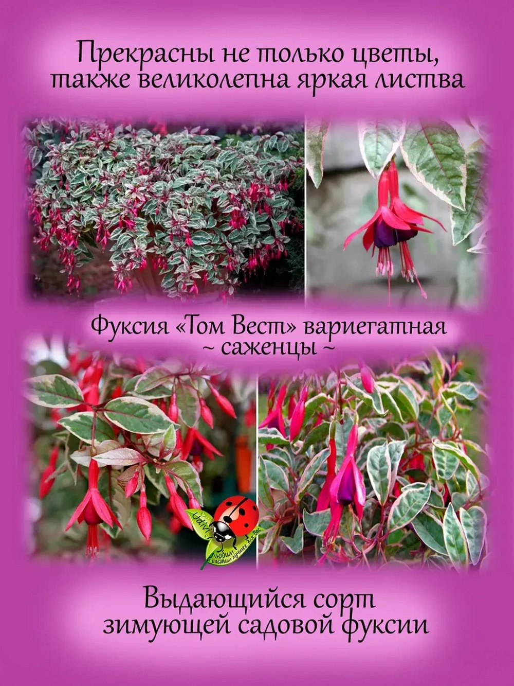 Фуксия Том Вест вариегатная