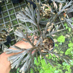 Селагинелла SELAGINELLA SP