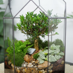 Готовый флорариум бонсай Самшит Бонсариум