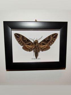 Бражник Euryglottis aper в рамке