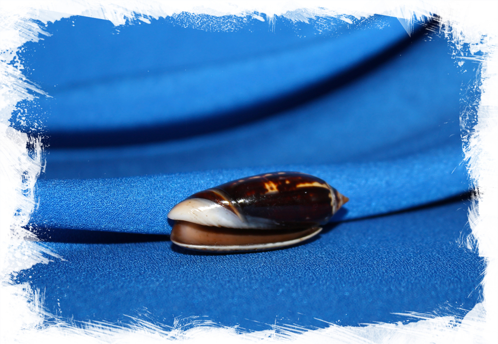 Раковина Oliva oliva