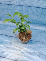 Ficus Microcarpa (Фикус Микрокарпа)