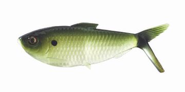 Мягкая приманка 13FISHING The Dine Swimbait 4,25"/ G