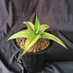 Сансевиерия KISMAAYO VAR