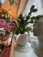 Декабрист для удачи в доме, сегмент (растения для проращивания)