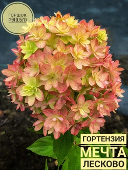 Гортензия Мечта Лесково Р9 Закупка М40 конец апреля 2026