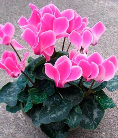 Ароматический диффузор Замковая роза, Bago home