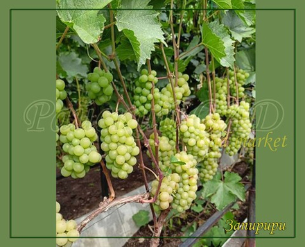 Виноград Запирири
