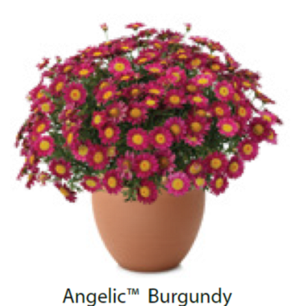 ЕВРО Аргирантемум Angelic Burgundy ОКС укорененный черенок 7-10 марта