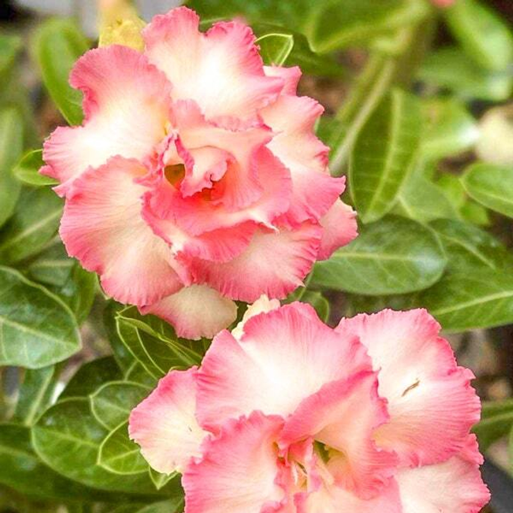 Адениум CHOK AMPHAN