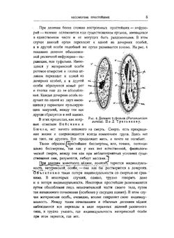 Проблема смерти и бессмертия | И.И. Шмальгаузен