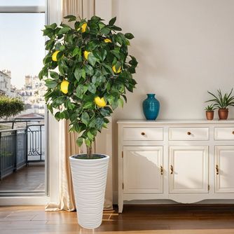 Лимонное дерево