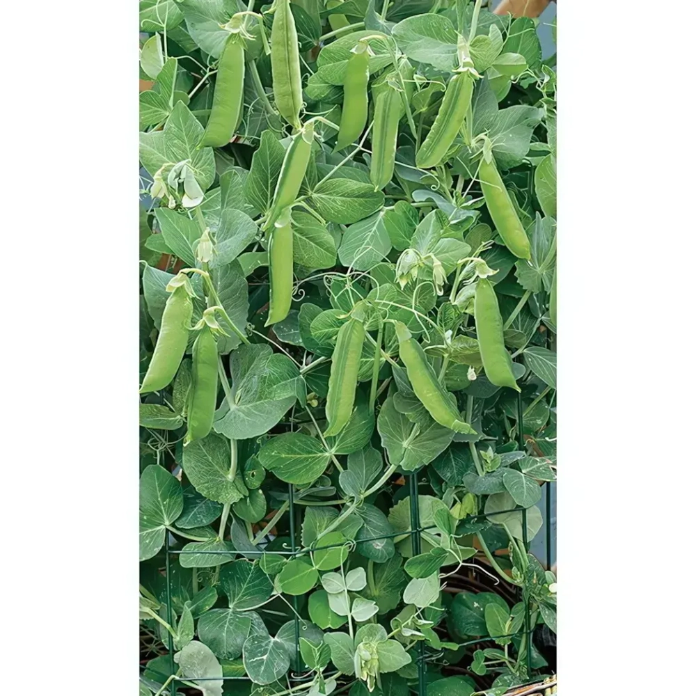 Семена Горох Дачный овощной (Марс) 8гр Б/П