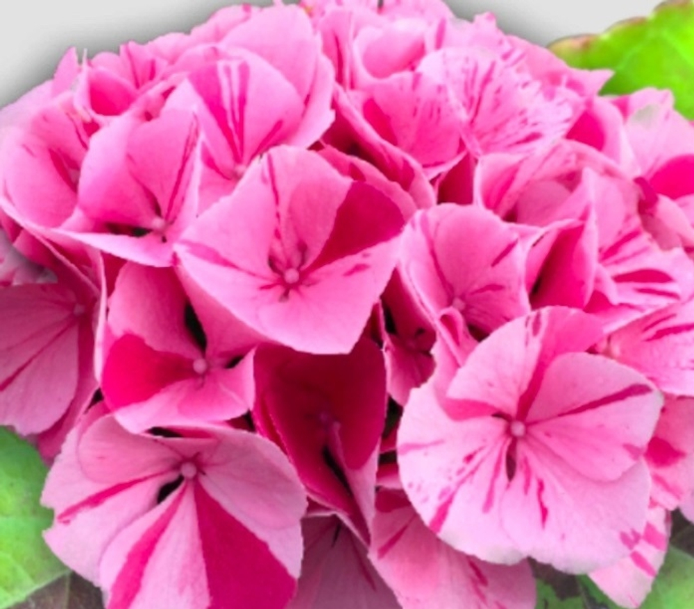 Confetti Panter/ Конфетти Пантера