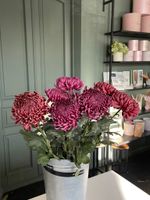 Хризантема одноголовая бордовая от 1 шт