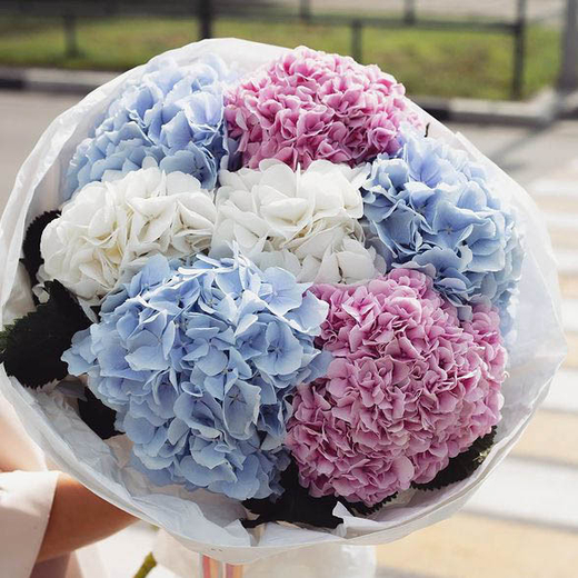 Букет из разноцветных гортензий "Silken Mist"