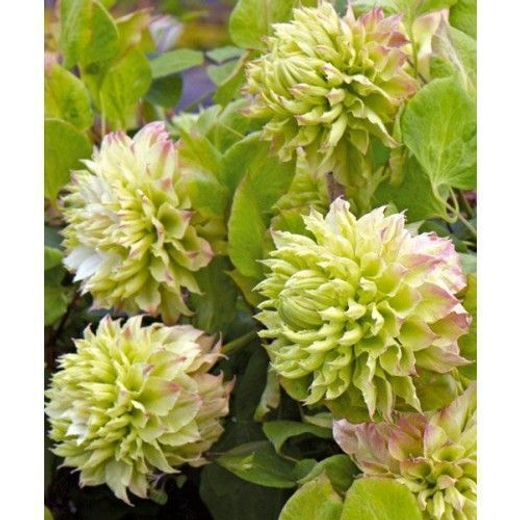 Клематис гибридный Мидори трехлетка наличие