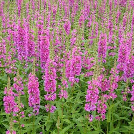 Дербенник иволистный "Robert". Lythrum salicaria "Robert".