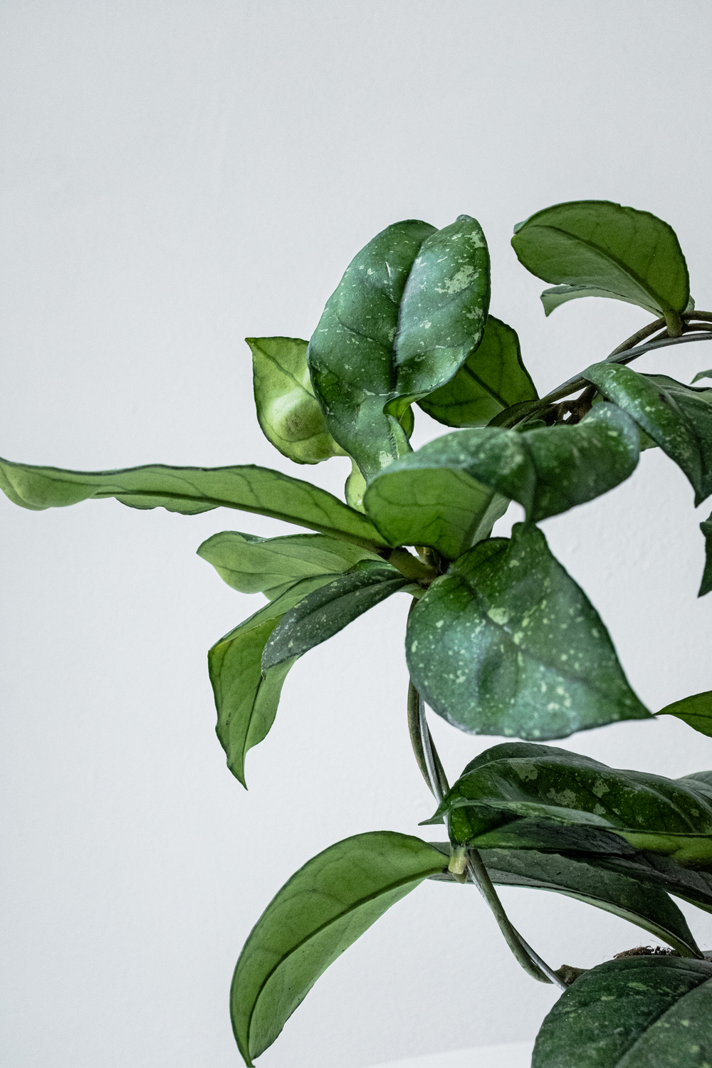 Hoya Crassipetiolata Splash — уход и особенности растения