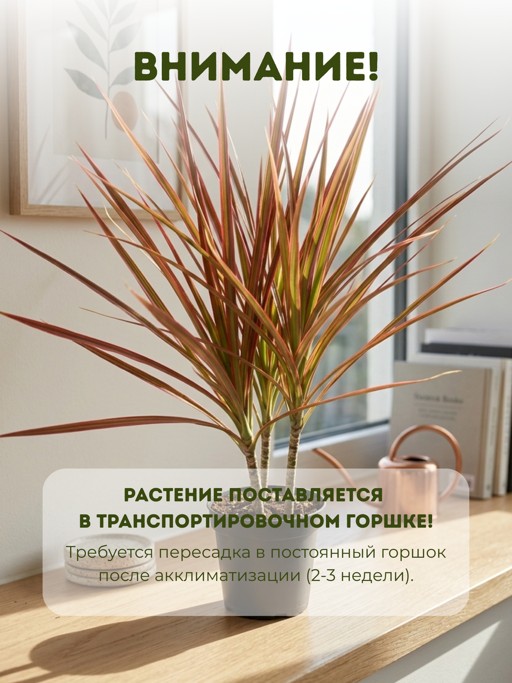 Драцена узколистная Seven-Color Iron д.12