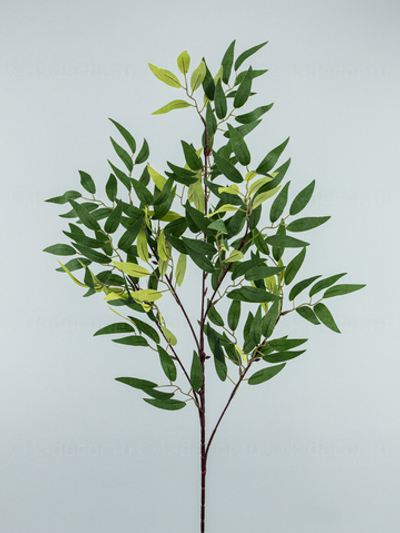 Рускус Итальянский