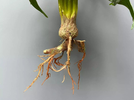 Куст вариегатной монстеры из 12 листьев с корнями