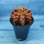 Gymnocalycium Variegata (Гимнокалициум Вариегатный)