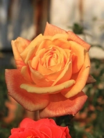 Роза чайно-гибридная Карамба