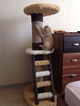 Когтеточка Л-1