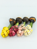 Гиацинт с луковицами