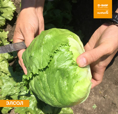 ЭЛСОЛ семена салата (Nunhems | Alexagro)