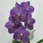 Ванда V GORDON DILLON* DR ANEK BITZ #90