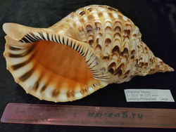 Харония Тритонис 250--390 мм