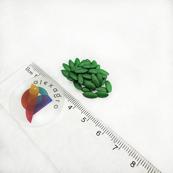 АТИК F1 семена огурца Bejo описание – фото 4